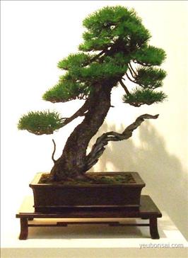 Bonsai, cây cảnh nghệ thuật, cay canh nghe thuat, cây thế, cay the, triển lãm cây cảnh nghệ thuật, trien lam cay canh nghe thuat